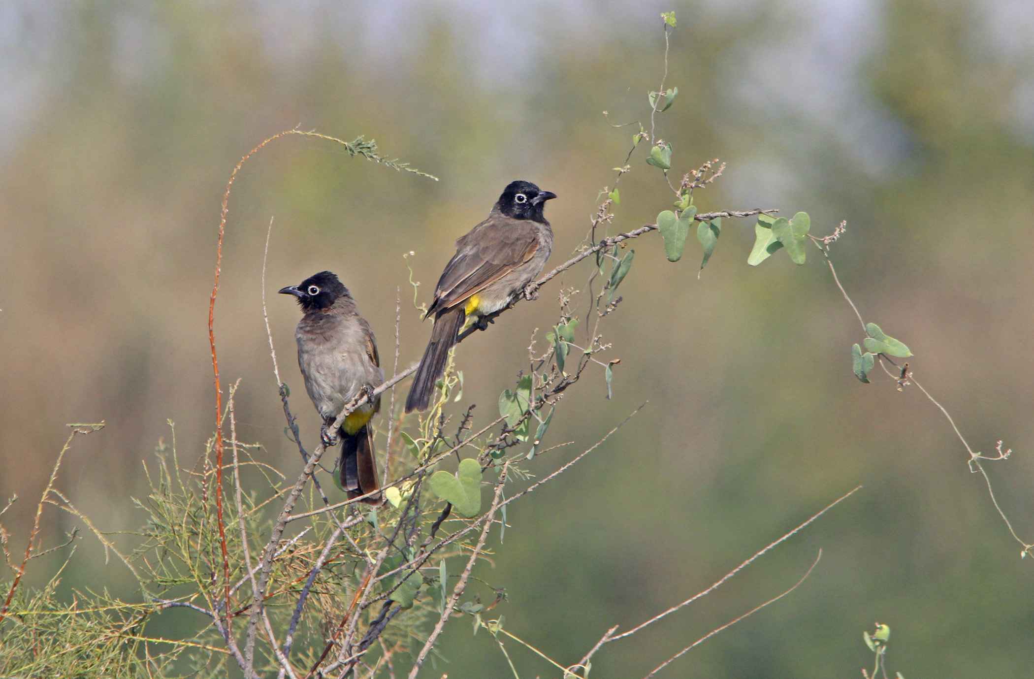 White-spectacled Bulbul